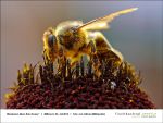 ' am 03.07.2013 - More-than-Honey-01.jpg