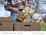 Rund um die Bienen 12 - Foto Achim Krell.jpg